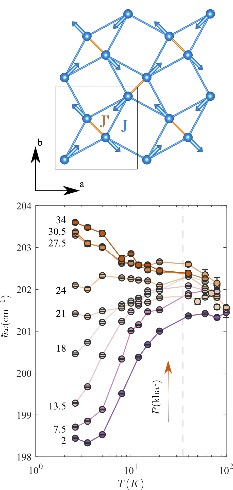 Enlarged view: Top: Lattice of orthogonal dimers in SrCu<sub>2</sub>(BO<sub>3</sub>)<sub>2</sub> showing the atomic motions of the pantograph mode. Bottom: Measured anomalous temperature dependence of the pantograph mode frequency revealing a pressure-driven change in the magnetic bond energy [1].